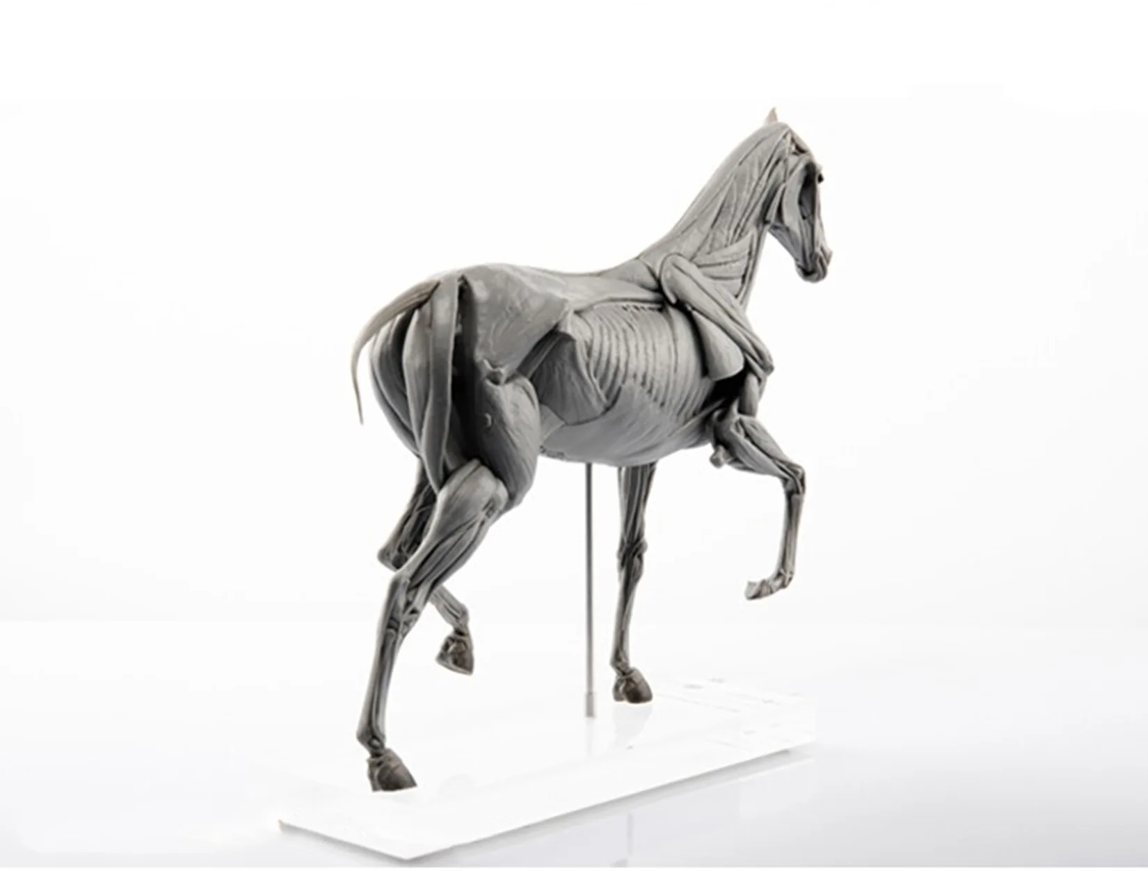 EVOLABORATORY Model Anatomii M – Resin Art Gift For Birthday recenzja i cena