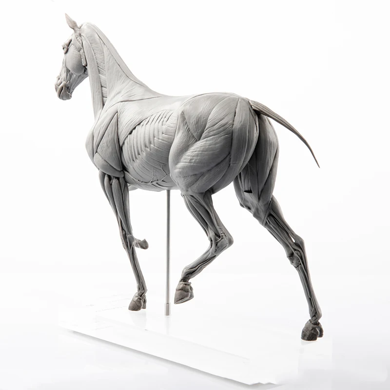 EVOLABORATORY Model Anatomii M – Resin Art Gift For Birthday recenzja i cena